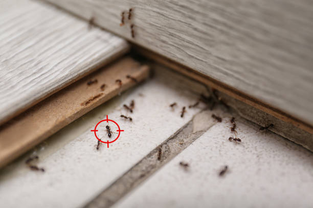 Best Insect Control  in Angola On The Lake, NY