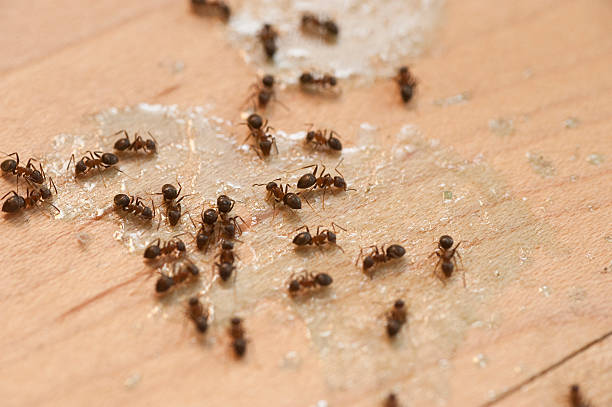 Best Best Pest Control Companies  in Angola On The Lake, NY