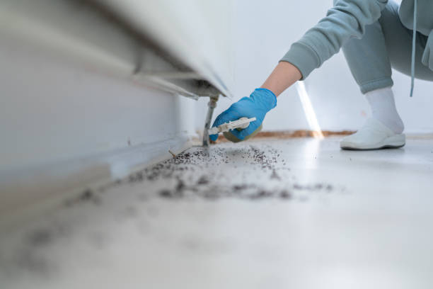 Best Wasp Removal Services  in Angola On The Lake, NY