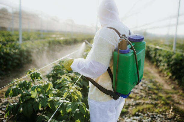 Wasp Removal Services in Angola On The Lake, NY
